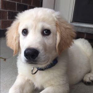 Meet your Posher, Sadie